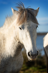 Fototapeta na wymiar White horse in Camargue
