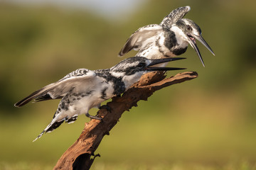 Two Pied Kingfishers perched  on a branch