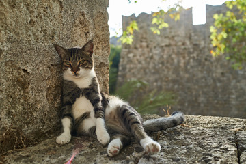 Cat resting on the fortress wall of the old part of the city of Rhodes. Greece