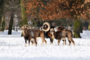Mouflons Herd in Winter on Snow Ovis aries musimon Stock Photo