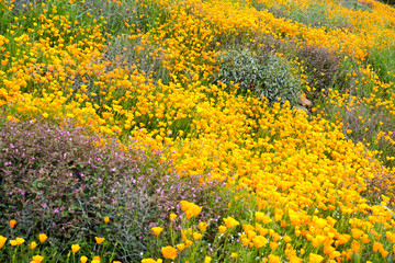 California Golden Poppy and Goldfields blooming in Walker Canyon, Lake Elsinore, CA. USA. Bright orange poppy flowers during California desert super bloom spring season.