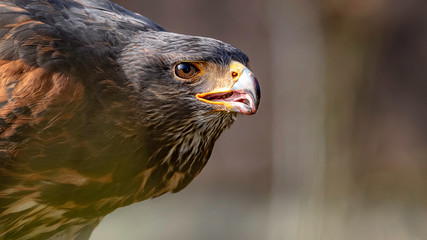 Wüstenbussard