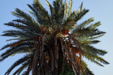 Fototapeta na wymiar Date palm on the island of Rhodes Greece