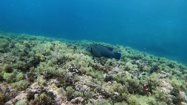 Underwater blue peto fish swimming  