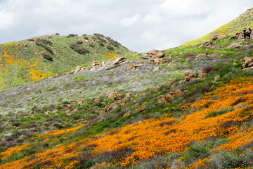 Mountain with California Golden Poppy and Goldfields blooming in Walker Canyon, Lake Elsinore, CA. USA. Bright orange poppy flowers during California desert super bloom spring season.