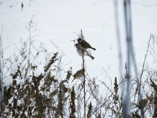 bird in snow
