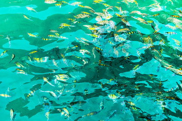Fototapeta na wymiar A flock of fish in sea water. Many colorful fish on the background of the sea.
