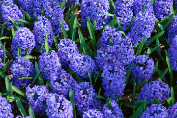 Blue Hyacinths in the garden. Spring background.