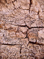 corteza de arból macro