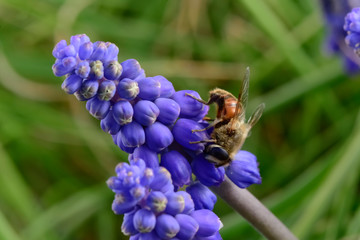 Bee on flowers in spring