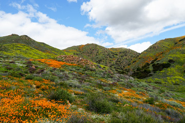 Mountain with California Golden Poppy and Goldfields blooming in Walker Canyon, Lake Elsinore, CA. USA. Bright orange poppy flowers during California desert super bloom spring season.