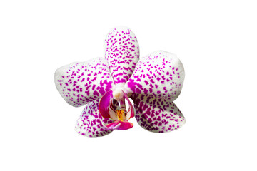 isolated arhidian flower with purple spots