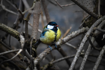 small titmouse songbird sitting on the tree branch keeping food in its beak