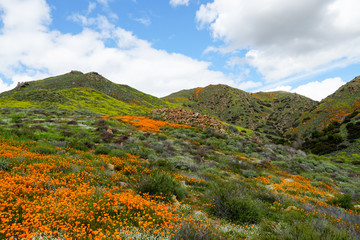 Mountain with California Golden Poppy and Goldfields blooming in Walker Canyon, Lake Elsinore, CA. USA. Bright orange poppy flowers during California desert super bloom spring season.