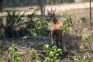Marsh deer, pantanal Brazil