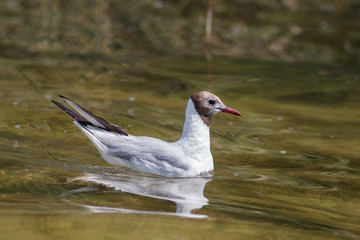 Lachmöwe