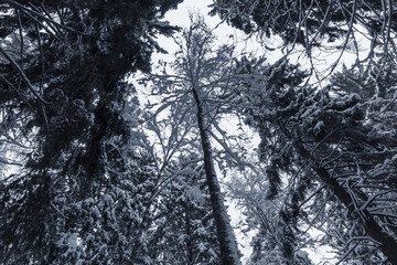 Dark snowy spruces. European forest