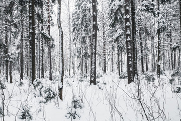 Snowy European forest, winter landscape