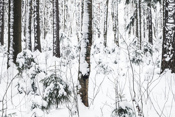 Snowy European forest landscape
