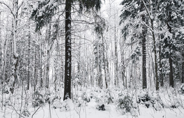 Snowy spruces in European forest, winter