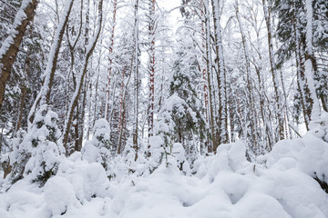 Snowy European forest, natural landscape