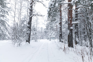 Rural road going through the forest