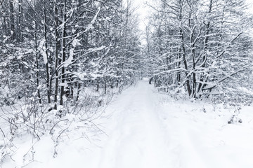 Winter landscape with a rural road