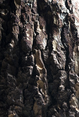 Fototapeta na wymiar Thick tree bark macro image