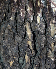 Tree bark close up image