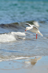 Möve im Flug kurz vor der Landung im Wasser