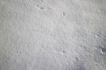 snow sparkling in the sun