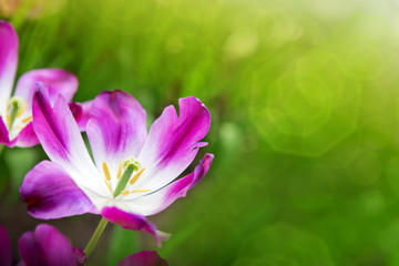 Obraz na płótnie Canvas Violet tulip isolated on green. Macro shot.