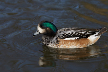 Obraz premium Single Chiloe Wigeon (Mareca sibilatrix) swimming on a pond at Slimbridge in Gloucestershire, United Kingdom