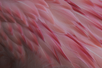 Fototapeta premium Details of the pink and white delicate plumage of the back of an Andean Flamingo (Phoenicoparrus andinus)