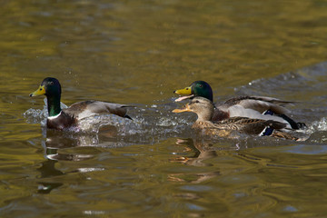 Mallard Duck (Anas platyrhynchos) swimming on a pond at Slimbridge in Gloucestershire, United Kingdom