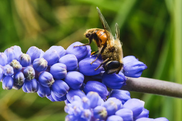 Bee on flowers in spring