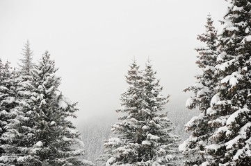 Fototapeta na wymiar Winter scenery with trees and snow