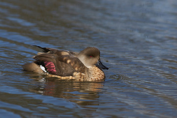 Patagonian Crested Duck (Lophonetta specularioides specularioides) swimming across a pool of water.  