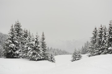Winter scenery with trees and snow 