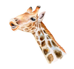 Smiling giraffe. Animal portrait isolated on white background. Watercolor illustration. giraffe with teeth. Hand painted. Template. Close-up. Clip art. Hand drawn.