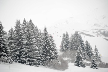 Winter scenery with trees and snow 