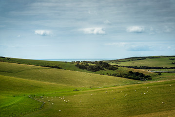 Fototapeta na wymiar Sheep grazing in Seven Sisters Country Park, East Sussex, England, UK