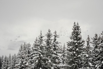 Winter scenery with with trees and snow 