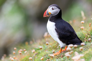 Puffin on Shetland Island resting in green grass and small white flowers