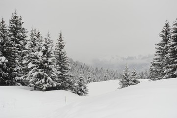 Winter scenery with snow and trees 