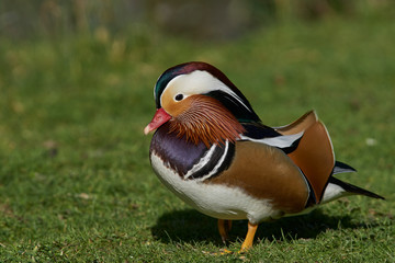 Male Mandarin Duck (Aix galericulata) showing ornate and colourful plumage. 