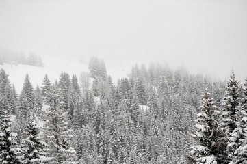 Winter scenery with trees and snow