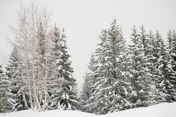 Winter scenery with snow and trees 