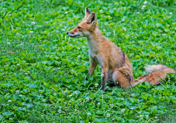 Little wild Red Fox Pup playing with his family in green grass.