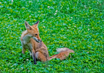 Little wild Red Fox Pup playing with his family in green grass.